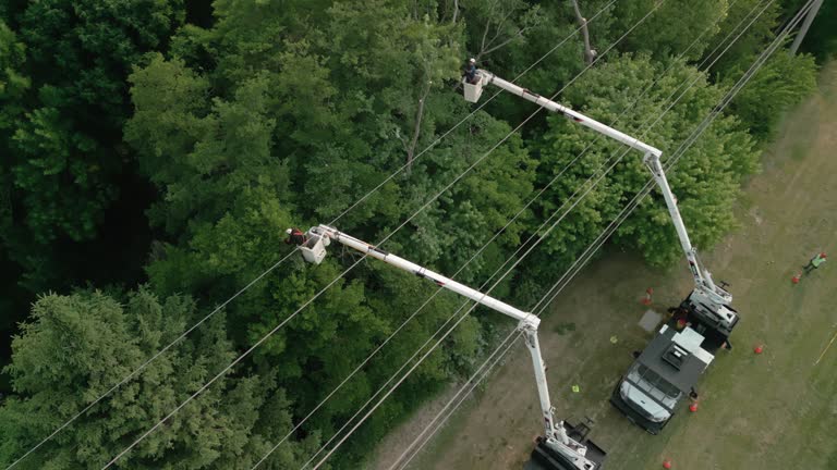 Tree and Shrub Care in Stanley, VA